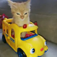 玉米 Kukurūza 玉米